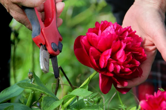 Hand schneidet rote Pfingstrose mit Gartenschere